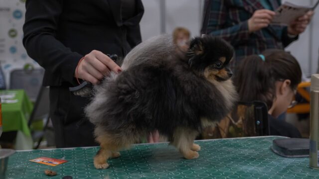 National Dog Show 2026: Date, Time, How to Watch and How Judging Works