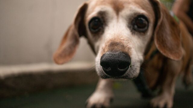 Newest AKC-Recognized Dog Breeds: The 2026 Additions, What’s Next and What Recognition Means