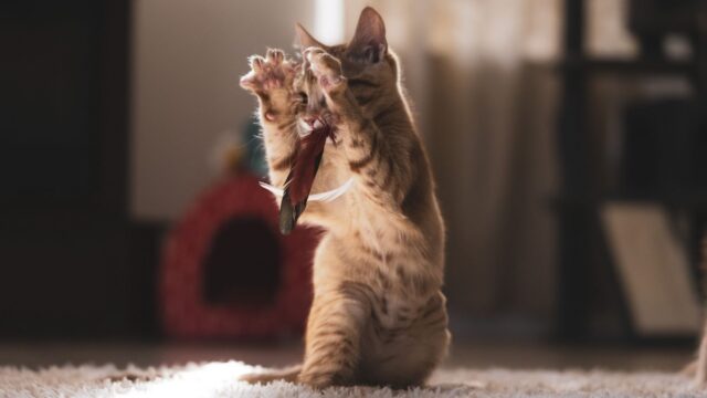 New Kitten Supplies Checklist: The Essentials for Bringing a Kitten Home