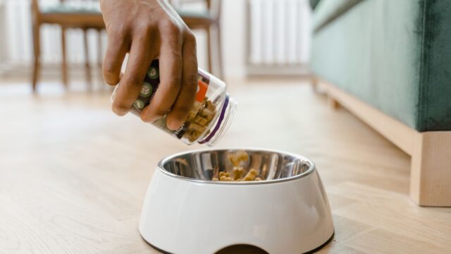Ollie vs The Farmer’s Dog: Recipes, Cooking, Pricing and Delivery Compared