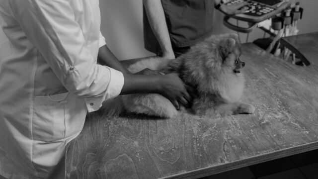Pet Insurance Cost Per Month: Average Premiums for Dogs and Cats