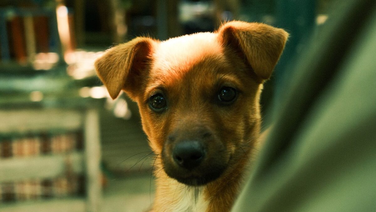 puppy with owner