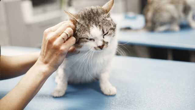 Pet Insurance and Pre-Existing Conditions: What Counts and What You Can Do
