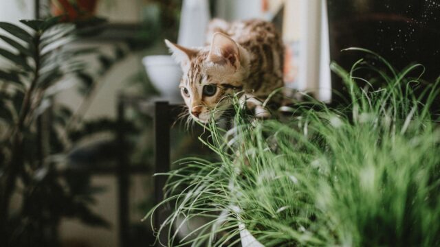 Plants Toxic to Cats and Dogs: Common Dangers and Pet-Safe Alternatives