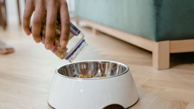 Raw Food Diets for Dogs: The Risks, What Vets and the FDA Say, and Safer Choices