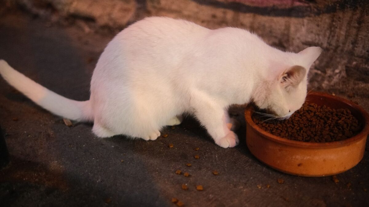 cat eating from bowl