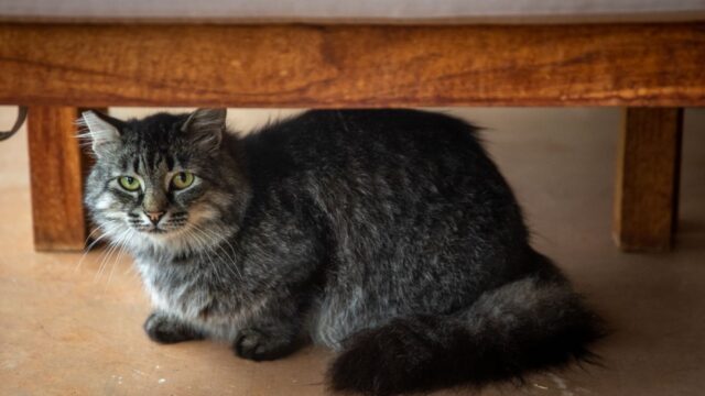Signs Your Cat Is in Pain: The Subtle Clues and When to Call the Vet