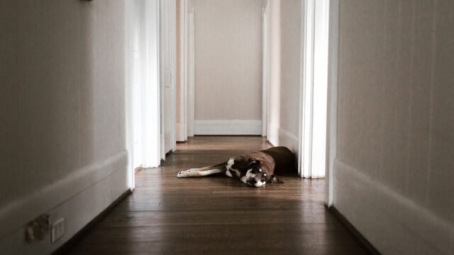 Signs Your Dog Is Sick: Everyday Changes to Watch and Emergency Warning Signs
