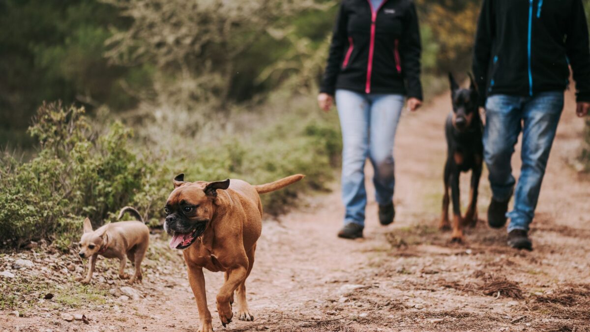 dog hiking trail