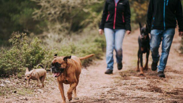 dog hiking trail