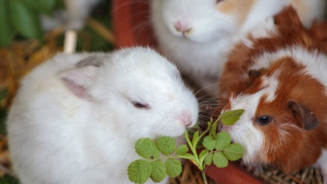 What Can Rabbits Eat? Hay, Safe Greens, Treats and Foods to Avoid