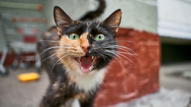 Why Does My Cat Meow So Much? Common Reasons, Medical Causes and What to Do