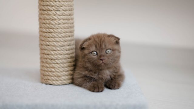 Why Does My Cat Scratch Furniture? How to Redirect It Without Declawing