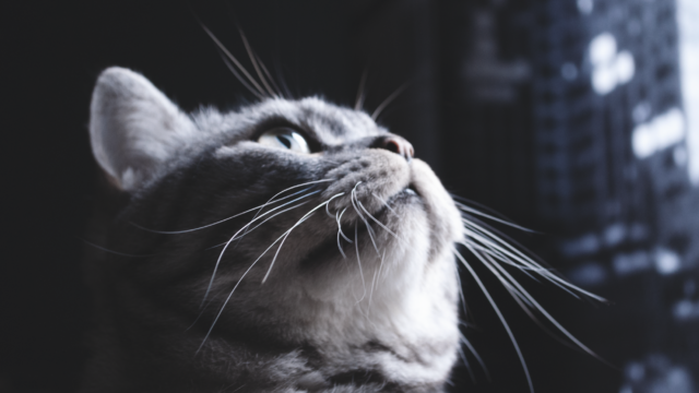 cat looking up