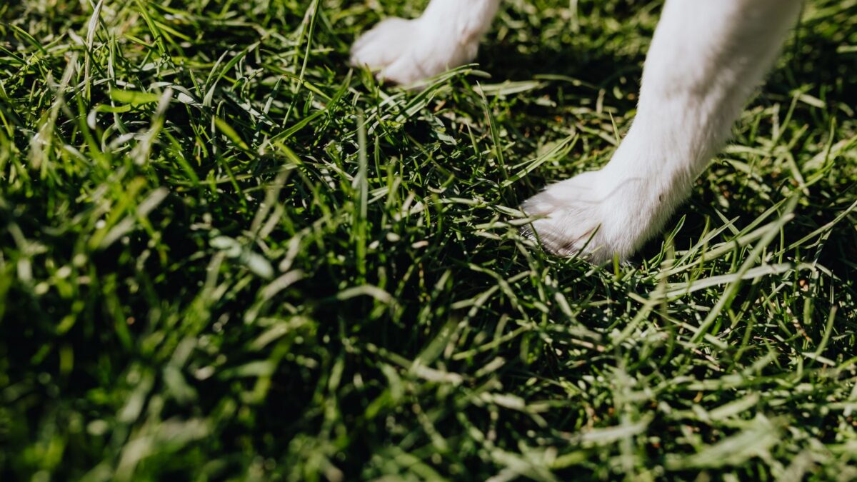 dog in grass