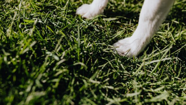 dog in grass