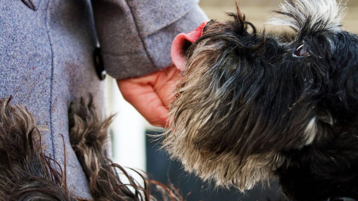 dog licking owner