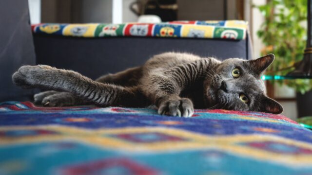 Why Is My Cat Throwing Up? Hairballs vs Signs You Should Call the Vet