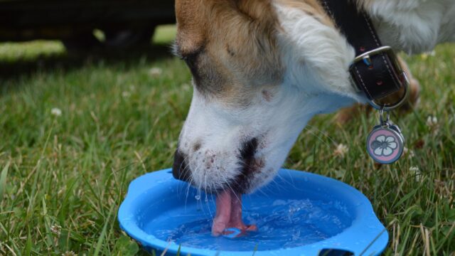 dog drinking water bowl