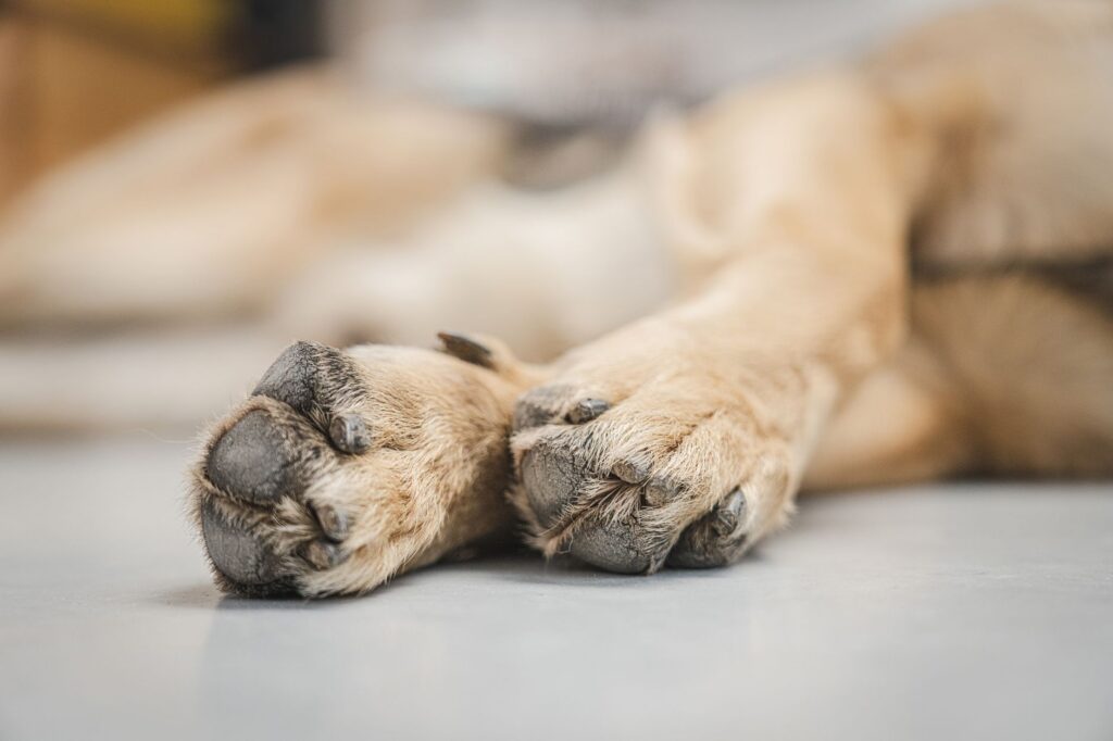 dog paws
