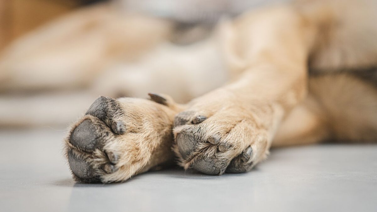 dog paws
