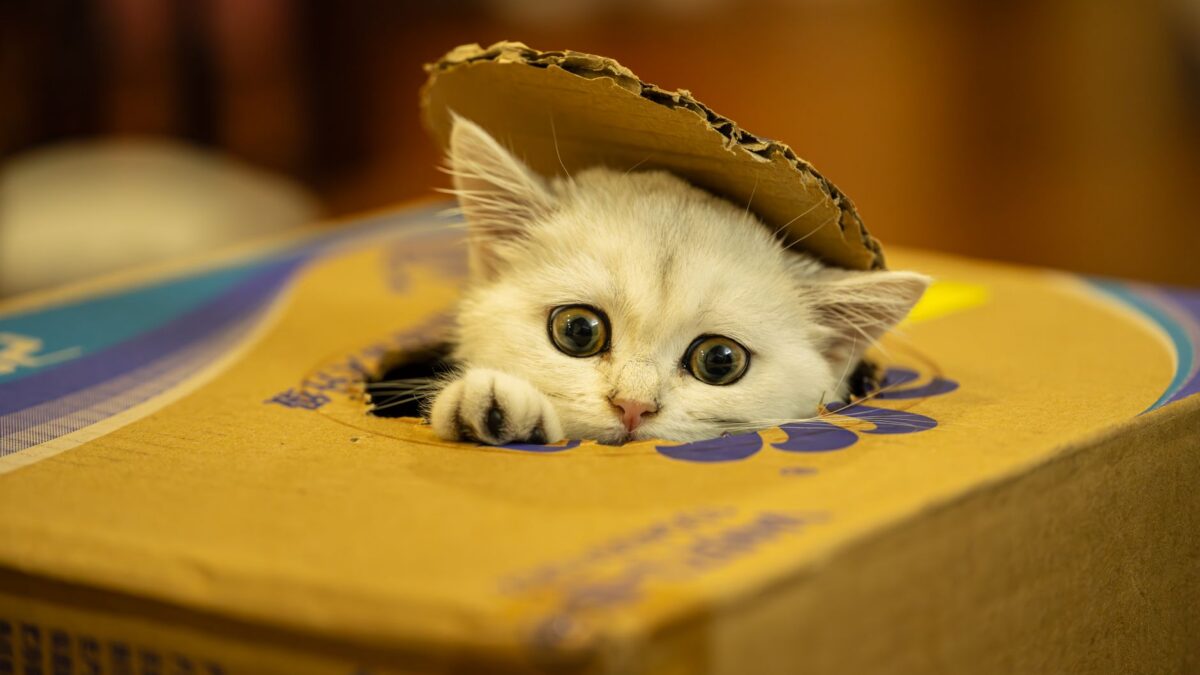 cat litter box